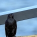 blackbird_shouldered_tawny_jar_v_0461_cub1186.jpg